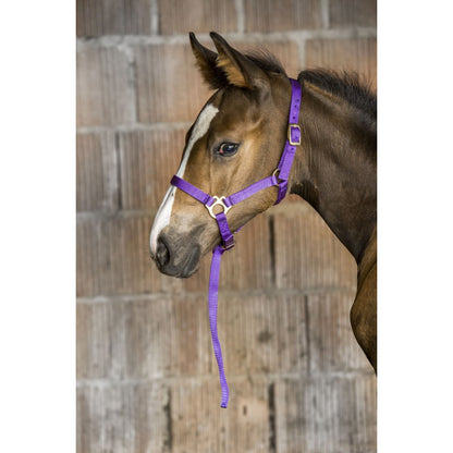 Licol foal avec longe