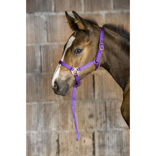 Licol foal avec longe